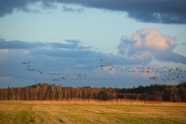 Fırtına sırasında deniz kıyısında
