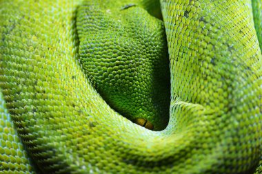 Yeşil ağaç python morelia viridis