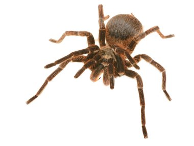 Dev tarantula phormictopus platus