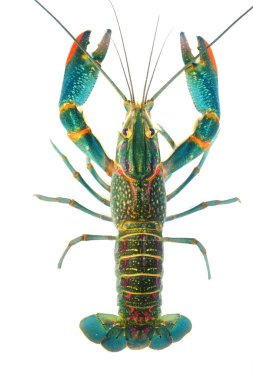 kerevit cherax quadricarinatus