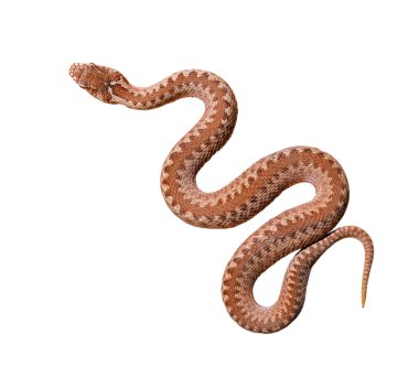 Common viper snake clipart
