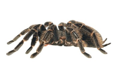 Dev tarantula lasiodora parahybana