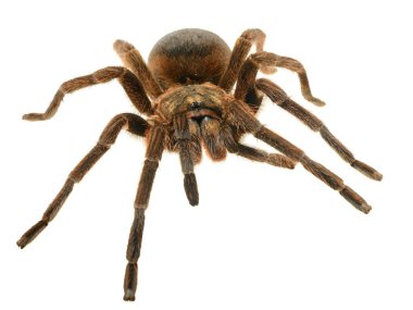 Dev tarantula phormictopus platus