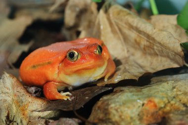 yanlış domates kurbağa dyscophus