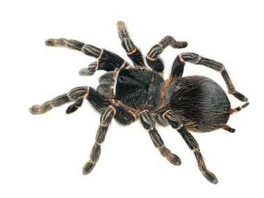 Dev tarantula lasiodora parahybana