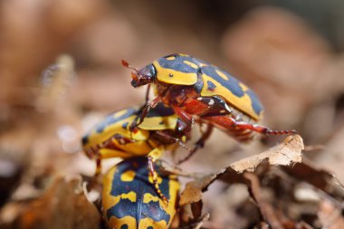 terrarium içinde çiçek scarabs (cetoniinae)