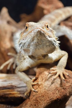 Merkez sakallı Ejder pogona vitticep