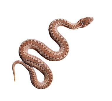 Beyaz arka planda izole edilmiş kahverengi engerek yılanı, yakın planda deri dokusu. Vahşi yaşam, sürüngen, biyoloji, zooloji, herpetoloji, çevre koruma, bilim, eğitim, grafik kaynaklar