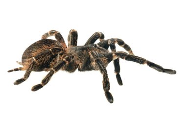 Dev tarantula lasiodora parahybana