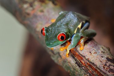 Red-eye tree frog Agalychnis callidryas clipart