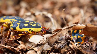 terrarium içinde çiçek scarabs (cetoniinae)