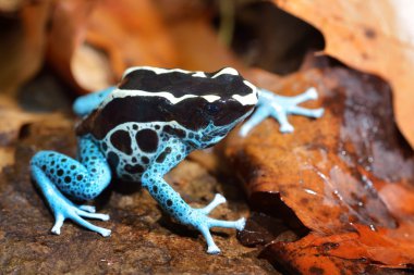 Mavi dart kurbağa dendrobates tinctorius