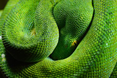 Yeşil ağaç python morelia viridis