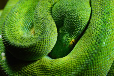 Green tree python Morelia viridis clipart
