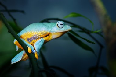 rhacophorus rana rana voladoraЗелена жаба літаючих жаба rhacophorus