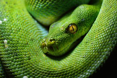 Yeşil ağaç python morelia viridis