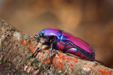 terrarium içinde çiçek chafers