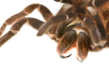 Dev tarantula phormictopus platus