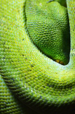 Yeşil ağaç python morelia viridis