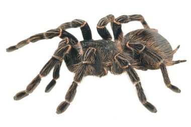 Giant tarantula Lasiodora parahybana clipart