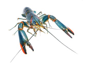 kerevit cherax quadricarinatus