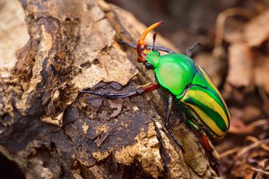 çiçek chafers veya çiçek scarabs