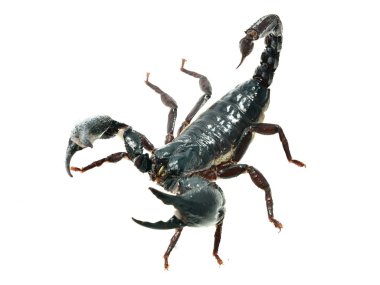 Large black scorpion clipart