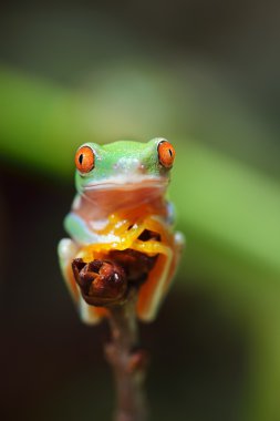 Young red-eye tree frog Agalychnis callidryas clipart