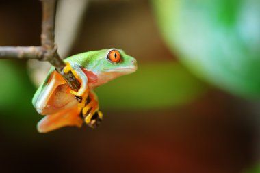 Young red-eye tree frog Agalychnis callidryas clipart