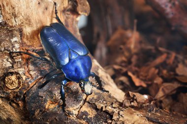 çiçek chafers veya çiçek scarabs