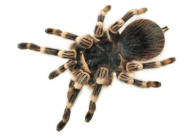 Dev tarantula acanthoscurria geniculata
