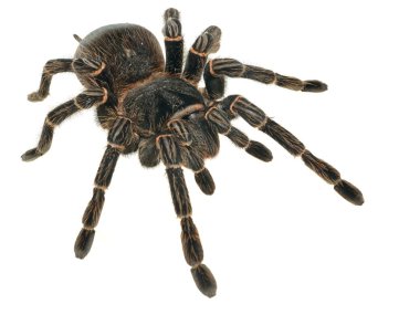 Giant tarantula Lasiodora parahybana clipart