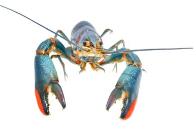 kerevit cherax quadricarinatus