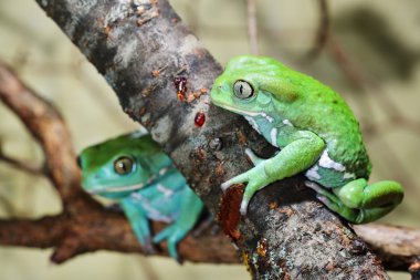 balmumu maymunu yaprak kurbağaları phyllomedusa sauvagii