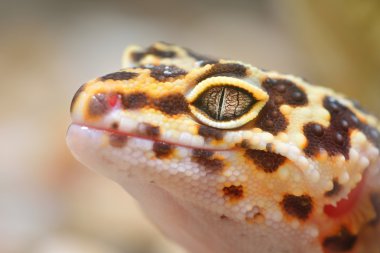 leopar gecko eublepharis macularius