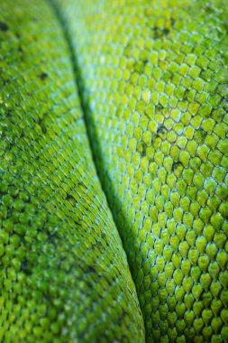 Yeşil ağaç python morelia viridis