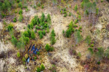 Kuzey ormanı, Letonya.