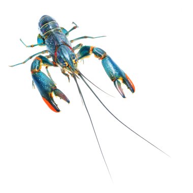 kerevit cherax quadricarinatus
