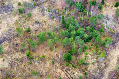 Kuzey ormanı, Letonya.