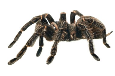 Giant tarantula Lasiodora parahybana clipart