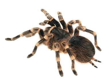 Dev tarantula acanthoscurria geniculata