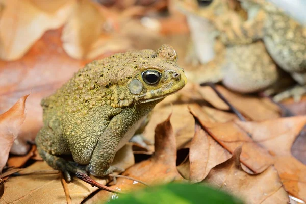 Afrikai közös varangy amietophrynus gutturalis — Stock Fotó