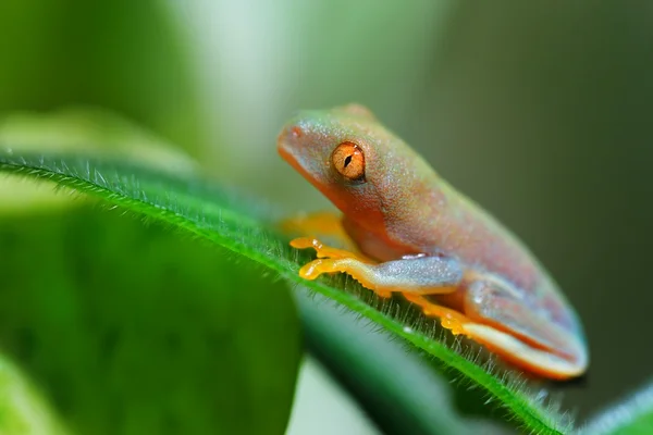 Genç kırmızı göz ağaç kurbağası amfibi callidryas — Stok fotoğraf
