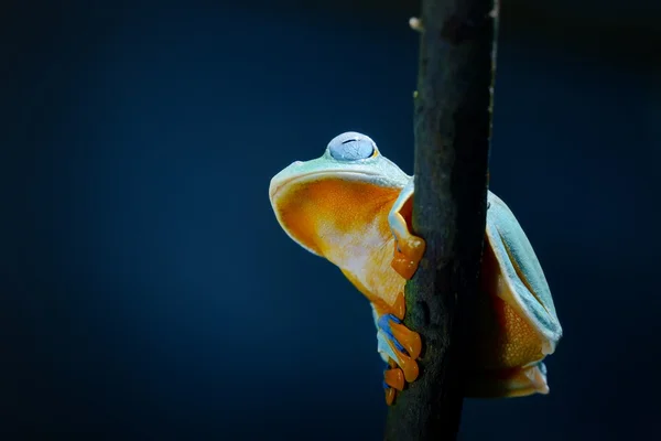 Rhacophorus grenouille verte grenouille volante — Zdjęcie stockowe