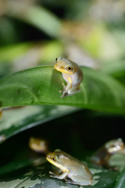 中国の飛びガエル モリアオガエル dennysii — ストック写真