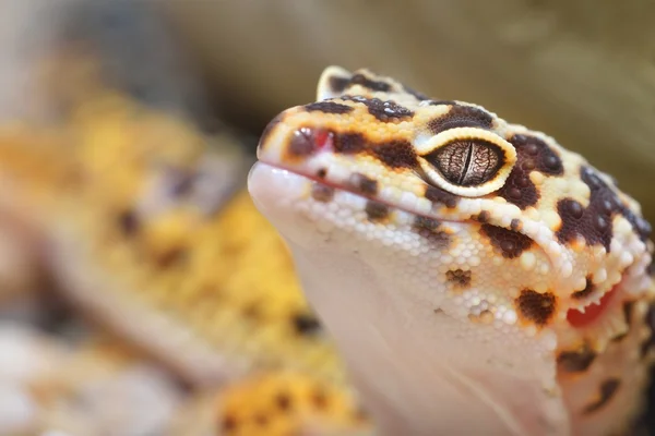 Leopard gecko eublepharis macularius — Stockfoto