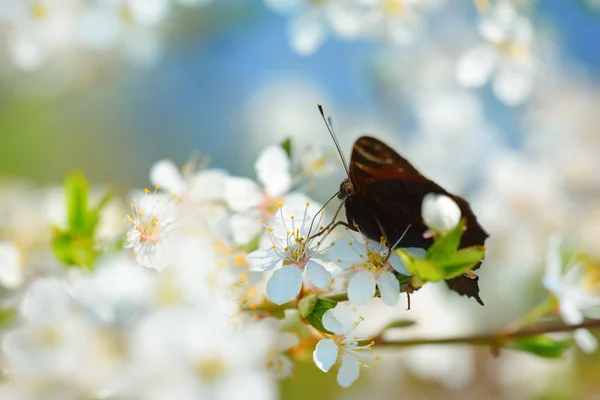 Butterfly feeding on a blooming tree — Stock Photo, Image