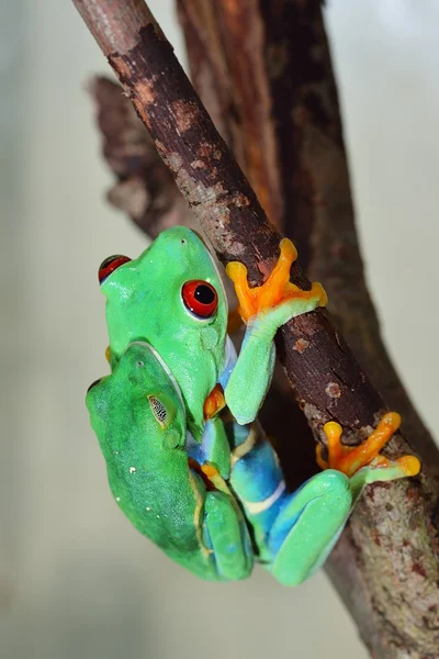 Red-eye tree frog Agalychnis callidryas mating — Stock Photo, Image