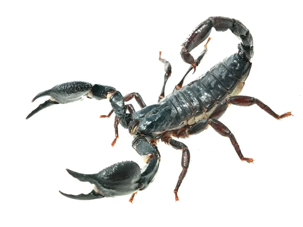 Stor svart Skorpion — Stockfoto