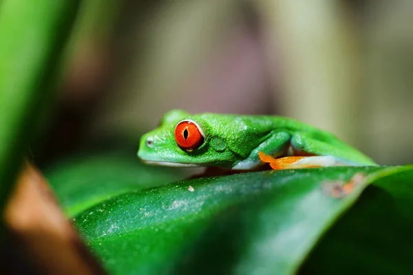 Unga röda ögon lövgroda rödögd bladgroda — Stockfoto